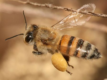 Honey bee carries nectar back to the hive, with pollen attached